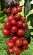 Maca Loca Cascara Tee